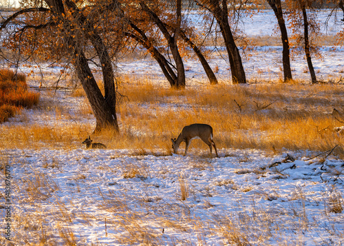 Deer grazing in a snowy meadow surrounded by golden grasses and trees during the Fall or Autumn season at Rocky Mountain Arsenal Wildlife Refuge in Colorado.