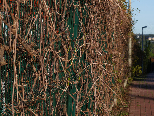 Metal green fence completely entwined with dry vines