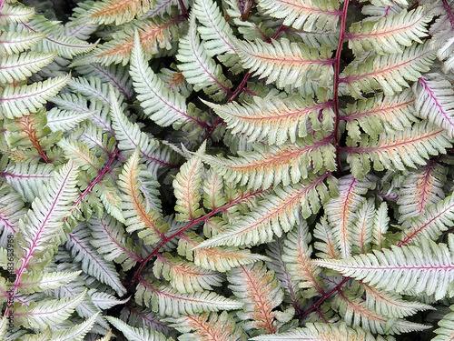 A dense cluster of Athyrium Pictum fern leaves showcases a mix of green, purple, and pink hues, displaying detailed, intricate veins  photo