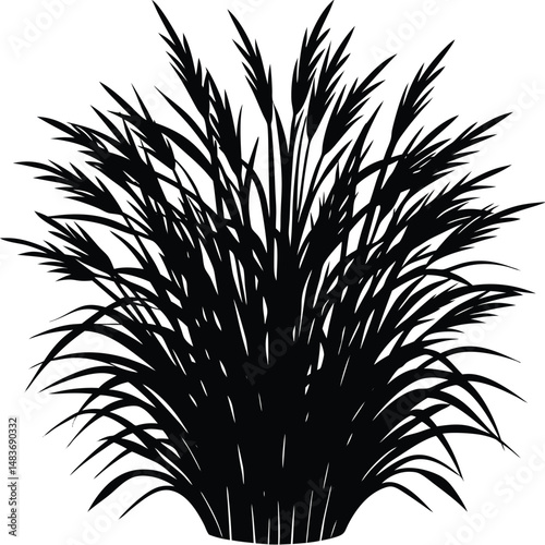 bush of blooming ornamental grass isolated