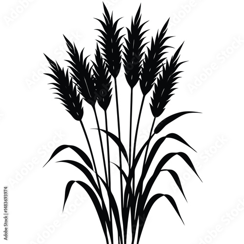 ornamental grass bunch isolated