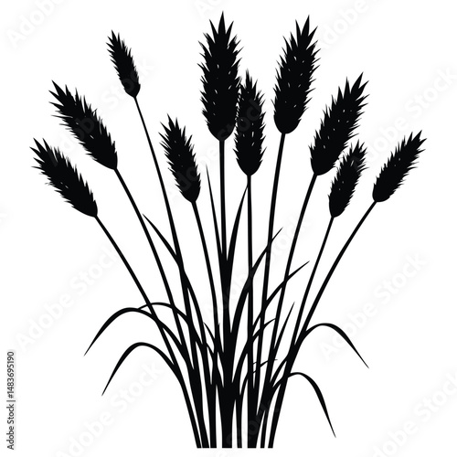 sunlit ornamental grass isolated