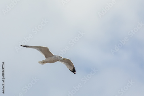 A Ring-billed gull flies through the sky in New Jersey.
