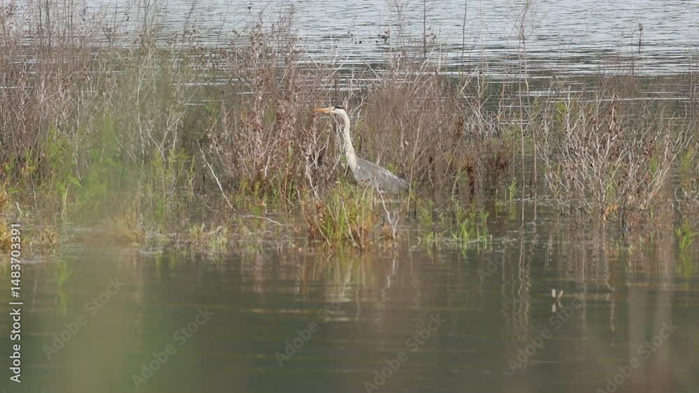 Garza Ardea cinerea camina con sigilo  en el agua entre hierbas, Beniarres, España