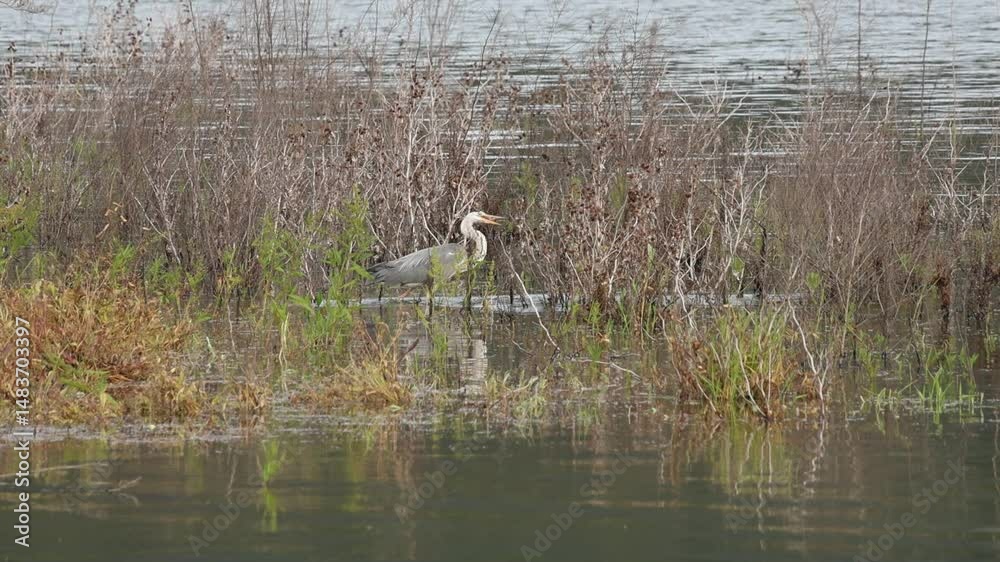 Garza real falla su pesca en el pantano de Beniarres, España