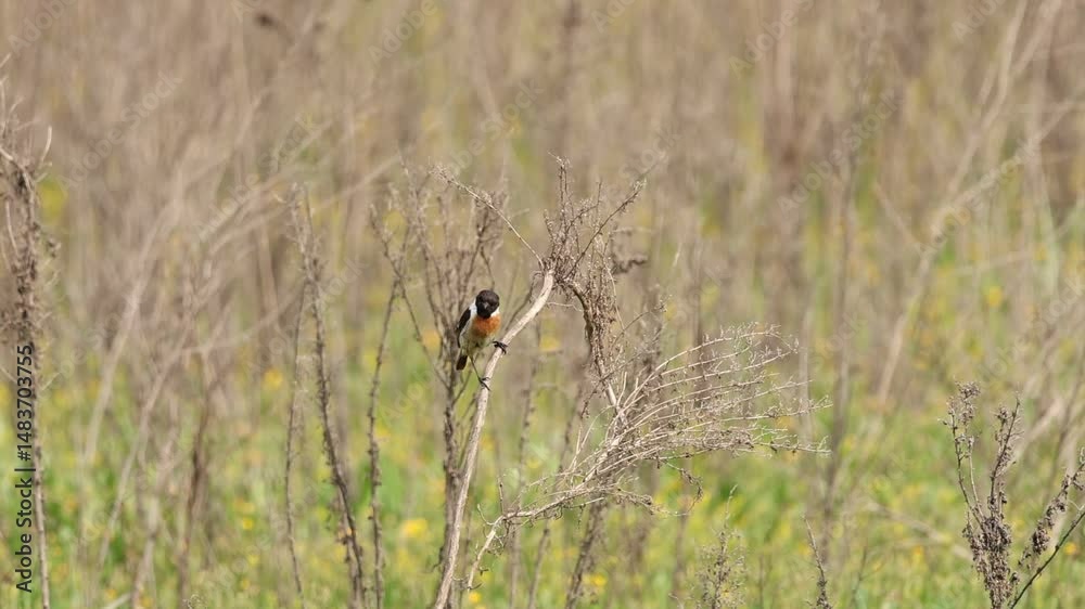 Tarabilla europea Saxicola rubicola macho canta posado entre hierba alta seca, Beniarres, España