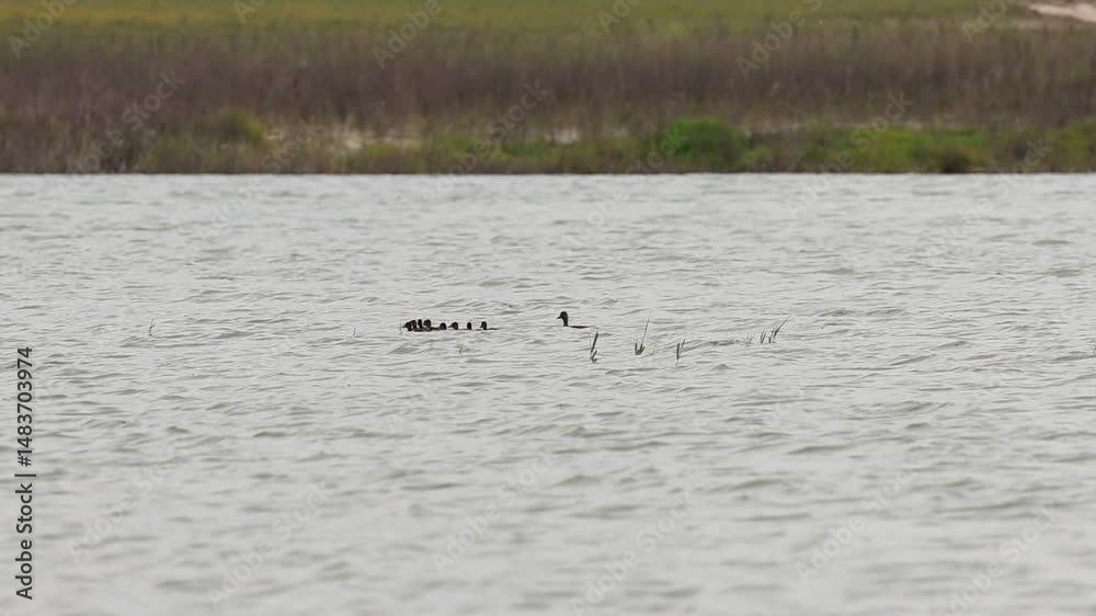 Silueta de mamá pato con 8 patitos en el agua del pantano de Beniarres, España