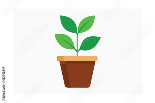 green plant in a pot