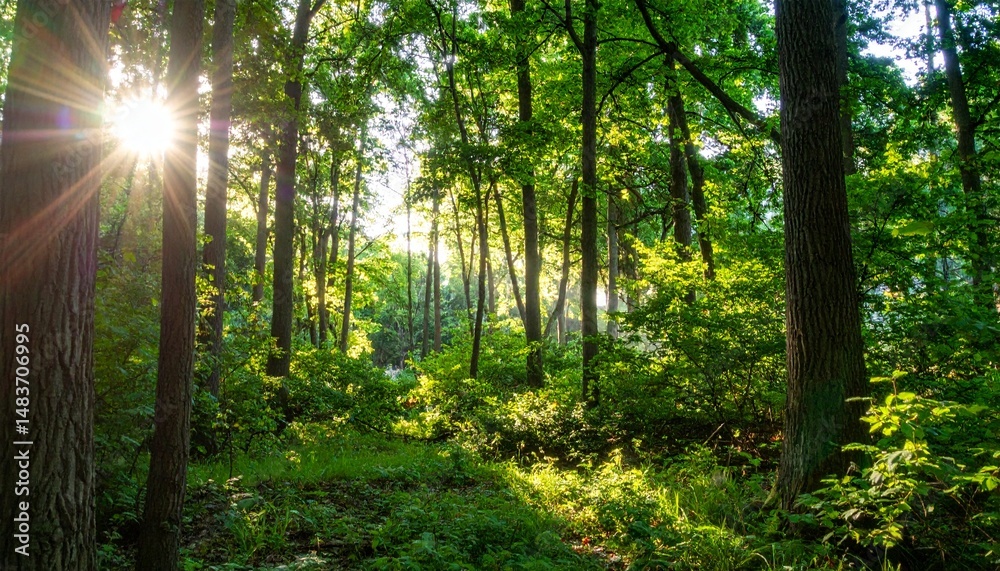 Obraz premium sunlight filtering through the canopy of a dense forest in early summer