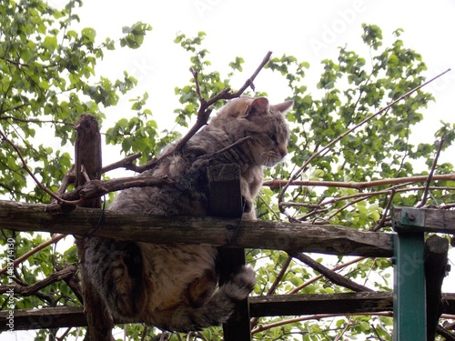 a colorful cat climbed onto the eaves