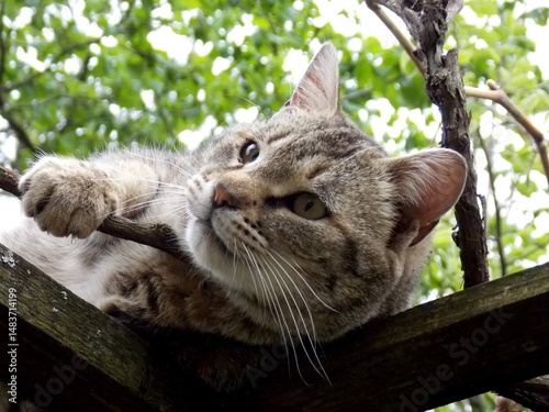 a colorful cat climbed onto the eaves