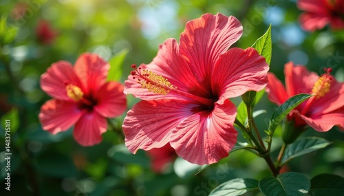 Vibrant hibiscus flowers in full bloom on a sunny summer day , sun, warm, floral