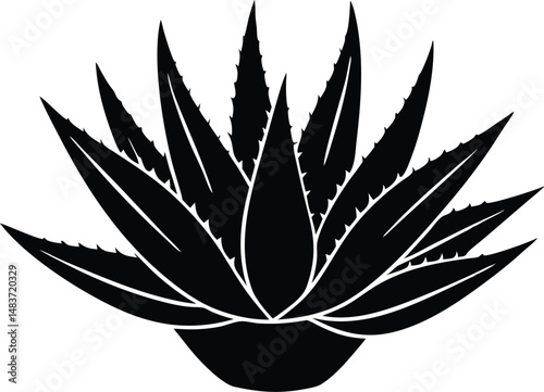 aloe vera plant vector illustration