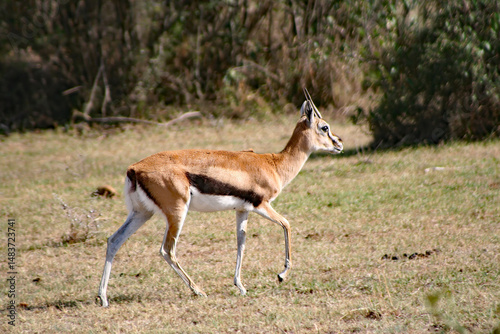 Serengeti Thomson's gazelle, Eudorcas nasalis, at the Masai Mara