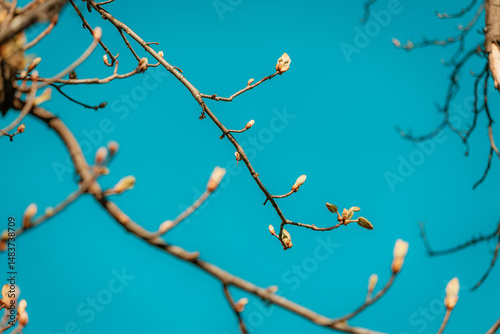 Quadro em tela New leaves sprouting on a tree branch against a bright blue sky, symbolizing ren
