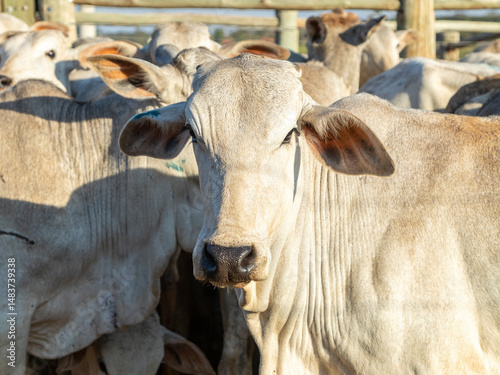 Portrait of an ox confined in the auction stall stable