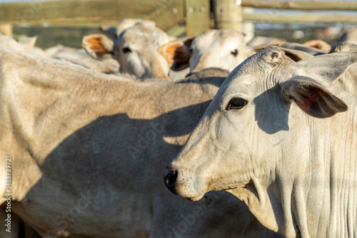 Canvas-taulu Portrait of an ox confined in the auction stall stable