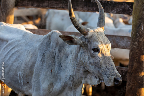 Portrait of an ox confined in the auction stall stable