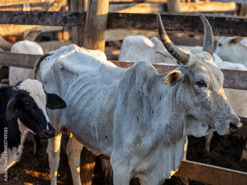 Portrait of an ox confined in the auction stall stable