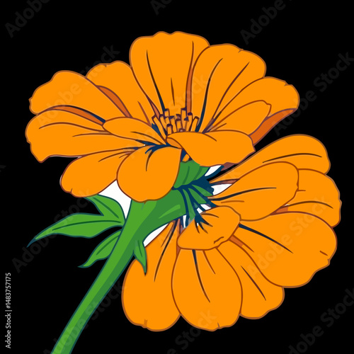 Orange Floral Elegance: A stunning display of two vibrant orange flowers, their petals unfurling to reveal intricate details against a deep, dramatic backdrop of solid black.
