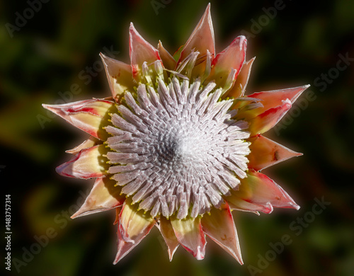 close up of a pink flower photo