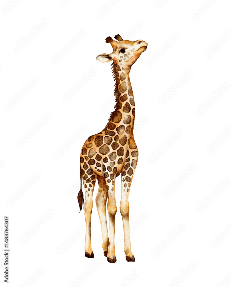 Obraz premium Exotic giraffe wild animal in a watercolor style isolated. Full name of the animal: camelopard. Aquarelle wild animal for background, texture, wrapper pattern or tattoo.
