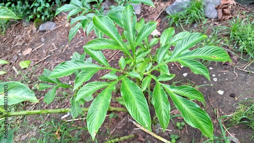 Detailed Macro Shot of Porang Plant (Amorphophallus Muelleri) with Fresh Green Leaves Perfect for Eco-Friendly Concepts, Herbal Studies, and Natural Backgrounds	 photo