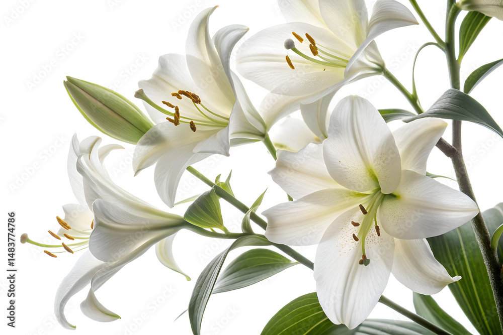 Fototapeta premium White Lily Flowers Close-Up
