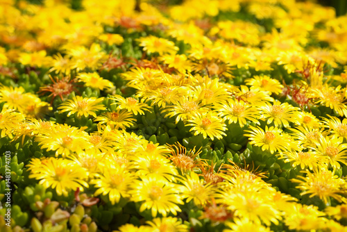 Delosperma nubigenum aizoaceae rockery plant, Delosperma cooperi ornamental plant yellow wildflower in the nature garden macro photography photo