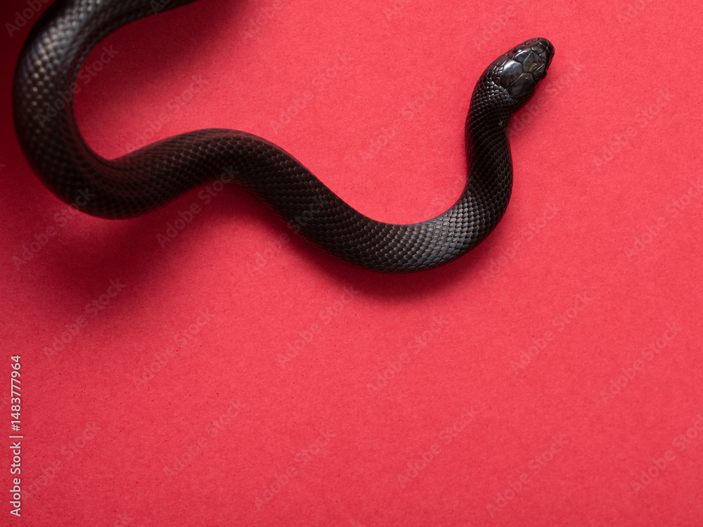 Fototapeta premium The Mexican black kingsnake (Lampropeltis getula nigrita) is part of the larger colubrid family of snakes, and a subspecies of the common kingsnake.