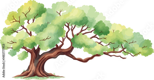 Sprawling tree with a lush crown.