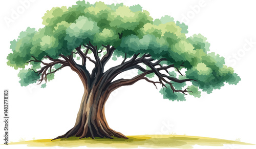 Sprawling tree with a lush crown.