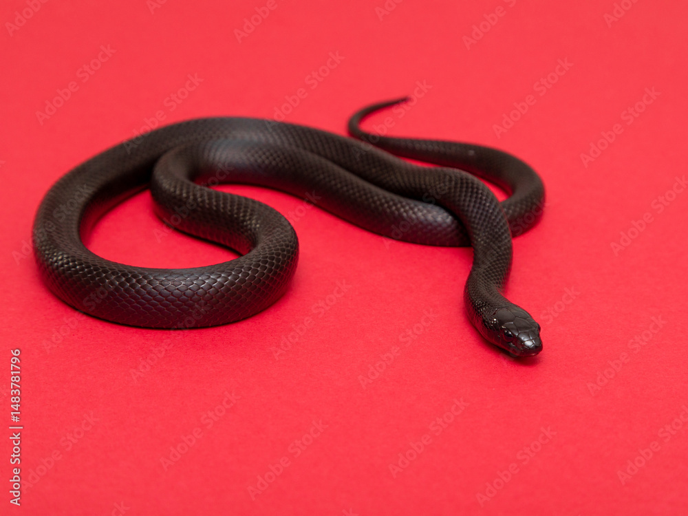 Fototapeta premium The Mexican black kingsnake (Lampropeltis getula nigrita) is part of the larger colubrid family of snakes, and a subspecies of the common kingsnake.