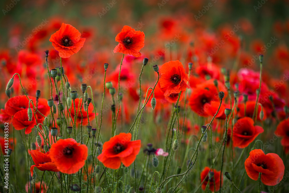 Obraz premium Poppies