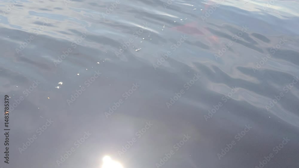 Pink river dolphin being feed and disappears swimming in the waters of Amazon river. Tourist's feet are in the river. Boto cor de rosa. Delfín Rosado del Amazonas. 4k 