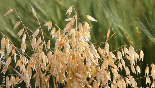 oat plant with grains avena sativa photo