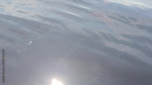 Pink river dolphin being feed and disappears swimming in the waters of Amazon river. Tourist's feet are in the river. Boto cor de rosa. Delfín Rosado del Amazonas. 4k 