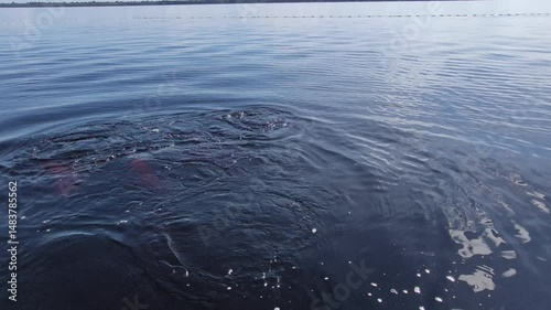 Pink river dolphins swimming in Amazon river's water. Boto cor de rosa. Delfín Rosado del Amazonas. 4k.