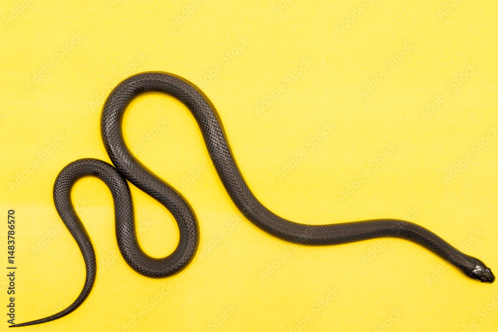 Fototapeta premium The Mexican black kingsnake (Lampropeltis getula nigrita) is part of the larger colubrid family of snakes, and a subspecies of the common kingsnake.