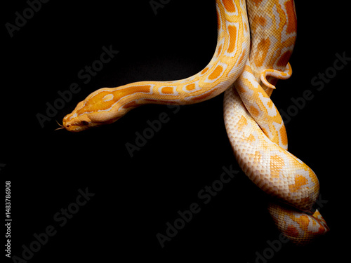 Python molurus bivitattus is one of the largest species of snakes. It is native to a large area of Southeast Asia but is found as an invasive species elsewhere