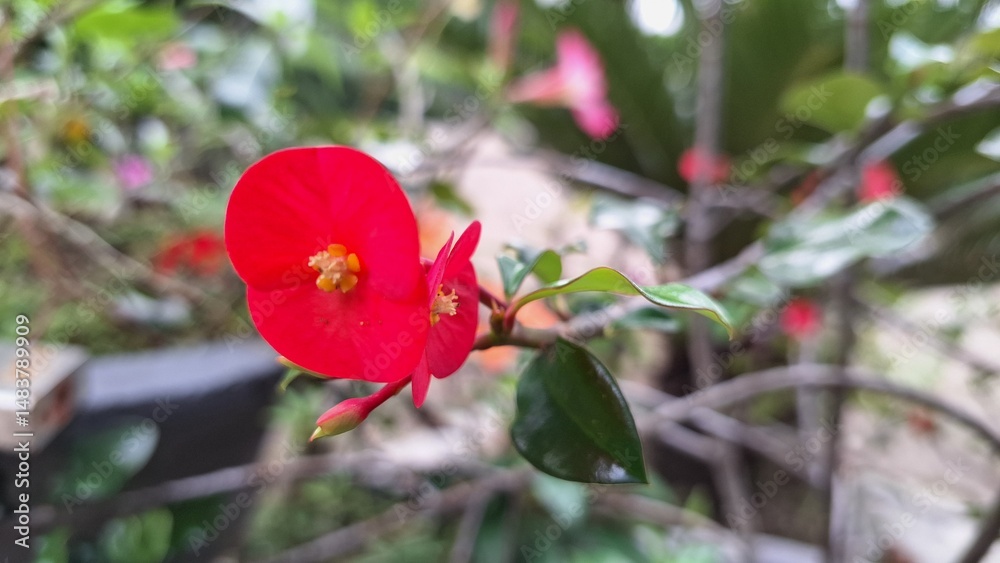 Obraz premium Beautiful red blooms of Euphorbia milii (Crown of Thorns) with fresh green foliage, a vibrant image of tropical flora.