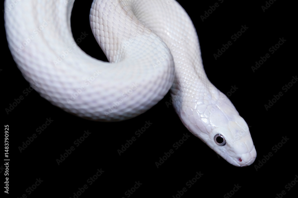Fototapeta premium The Texas rat snake (Elaphe obsoleta lindheimeri ) is a subspecies of rat snake, a nonvenomous colubrid found in the United States, primarily within the state of Texas.