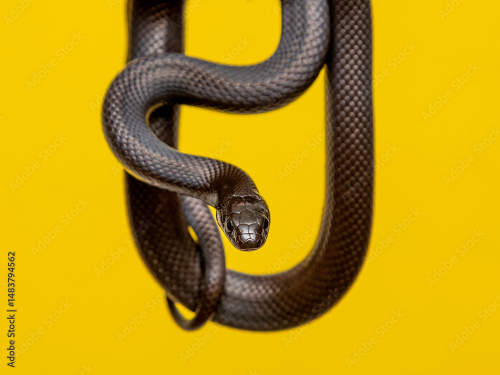 Obraz premium The Mexican black kingsnake (Lampropeltis getula nigrita) is part of the larger colubrid family of snakes, and a subspecies of the common kingsnake.