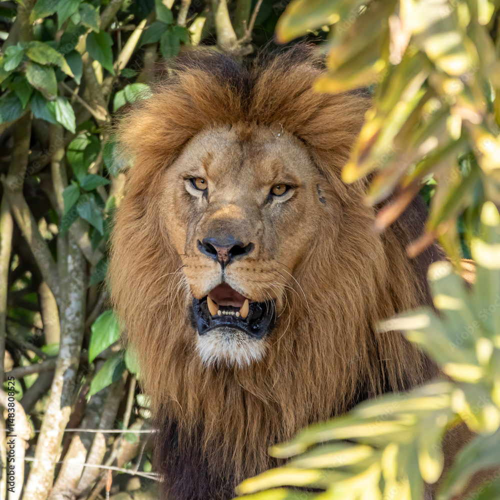 Fototapeta premium Extreme close up in lion in the forest