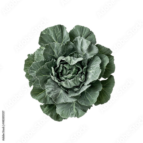flat lay of broccoli vegetable isolated on white background
