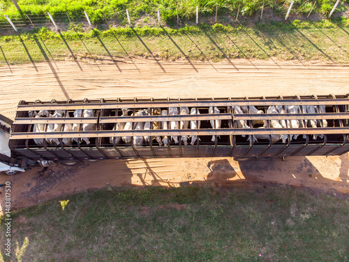 Truck loaded with oxen during the day