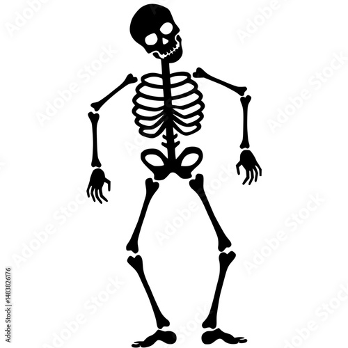 human skull and bones