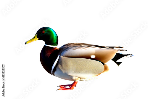 Vibrant Mallard Duck Showcasing Iridescent Plumage Against a Crisp White Background