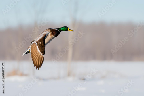 Majestic Mallard in Flight Over Snowy Landscape with Bare Trees