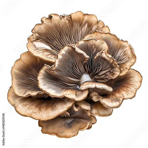 brown mushroom isolated on white background
